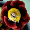 Primula Auricula Gay Crusader - Abriachan Nurseries